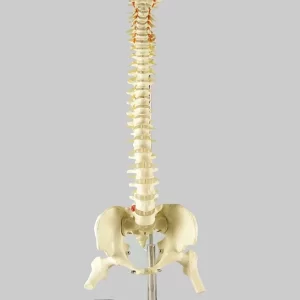 Columna Vertebral Flexible - 73cm