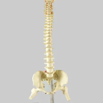 Columna Vertebral Flexible - 73cm
