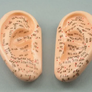 Modelo Oreja 7,5 Cm - Par