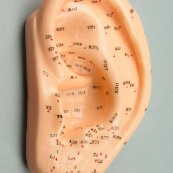 Modelo Oreja 13 Cm