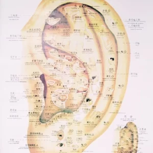 Topografia Auricular