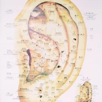 Topografia Auricular